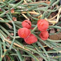Ephedra fedtschenkoi 
